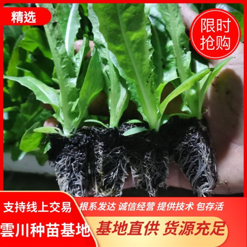 红尖叶莴笋苗子，三青莴笋苗，二青莴笋苗，壮苗！！！！