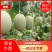 山东精品甜瓜香瓜耀珑25娇蜜25西州蜜网纹瓜