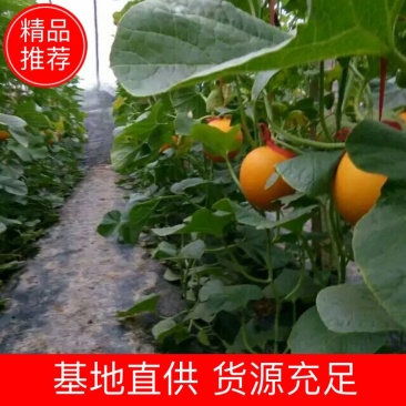 山东久红瑞香瓜甜瓜实力代收欢迎全国客户前来考察