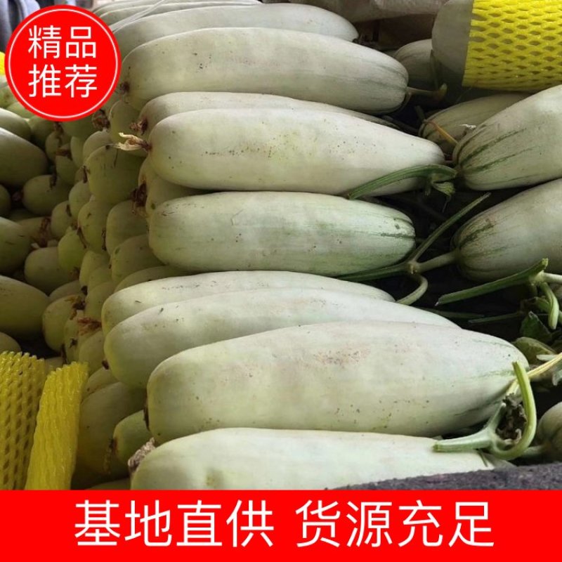 山东聊城精品甜瓜博洋61支持一件代发现摘现发