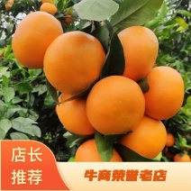 【荐】广西武鸣沃柑初恋果橘子生态种植产地货源充足有洗果场