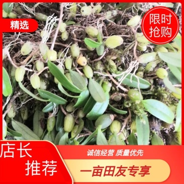 石上米大量有货，产地直供，欢迎新老客户前来合作