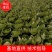 【热卖】寿光精品甘蓝苗，基地直供保质保量，成活率高，货源充足