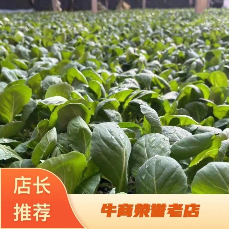 【热卖】寿光精品甘蓝苗，基地直供保质保量，成活率高，货源充足