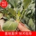 优质菜花苗60天65天75天80天秋延早春耐热品种