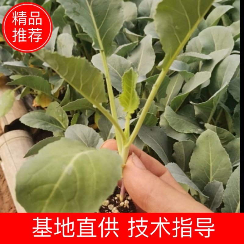 优质菜花苗60天65天75天80天秋延早春耐热品种