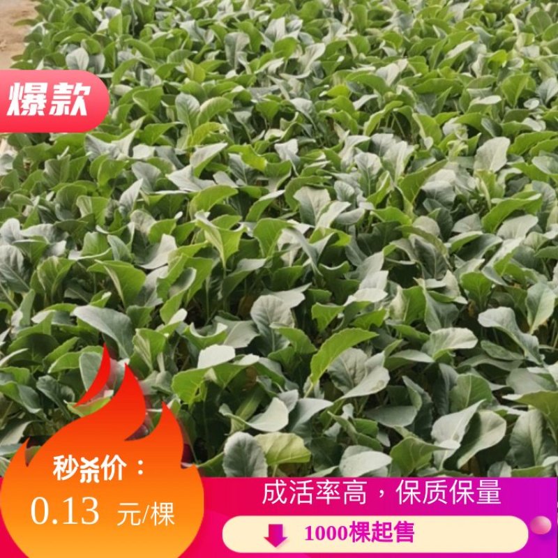 优质菜花苗60天65天75天80天秋延早春耐热品种