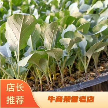 优质菜花苗60天65天75天80天秋延早春耐热品种