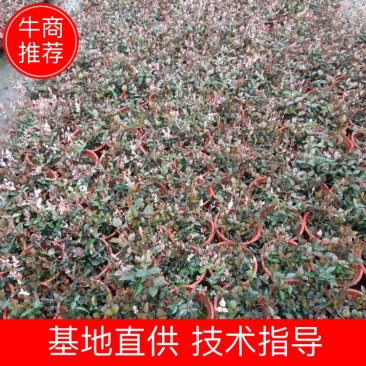 彩叶花叶络石皮实好养活超耐寒耐热产地直供一手货源欢迎采购