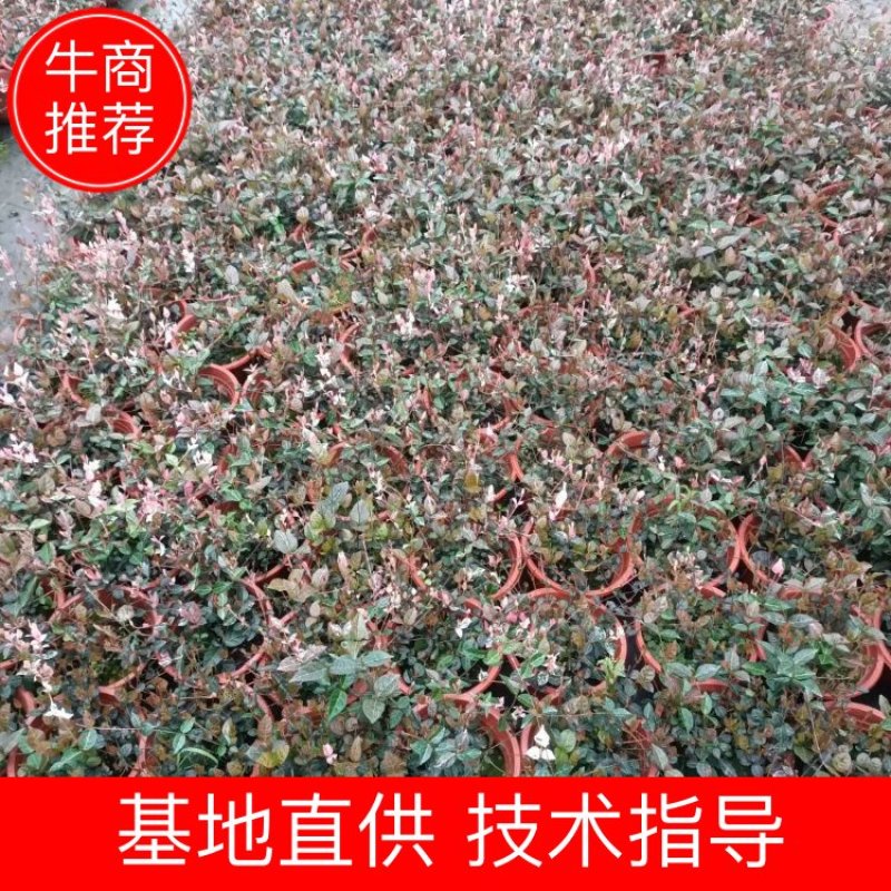 彩叶花叶络石皮实好养活超耐寒耐热产地直供一手货源欢迎采购