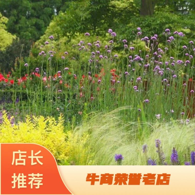 花海植物桑托斯马鞭草柳叶马鞭草欢迎老板采购交流！