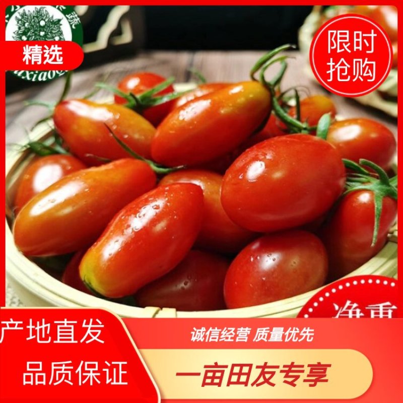 【推荐【丹东409小柿子基地直供品质保证诚信经营欢迎下单