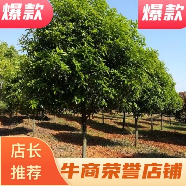 10-15公分桂花树基地现货供应树型美观土球完整