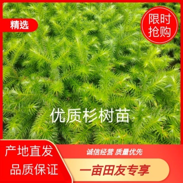 批发杉木苗，大量上市，货量大成活率高，可视频看货