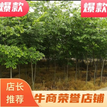 3公分朴树苗，货源充足，成活率高，全国可发货欢迎采购