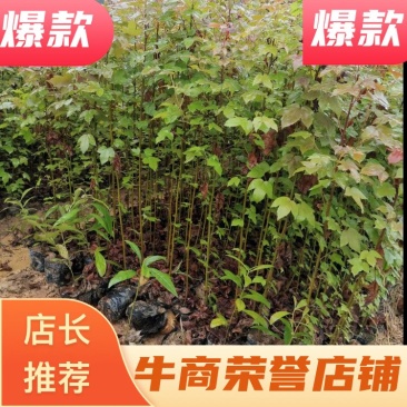 50-80公分高枫香杯苗大量上市供应、江西枫香杯苗基地