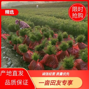 【推荐】江西湿地松杯苗产地直发品质保证诚信经营欢迎采购