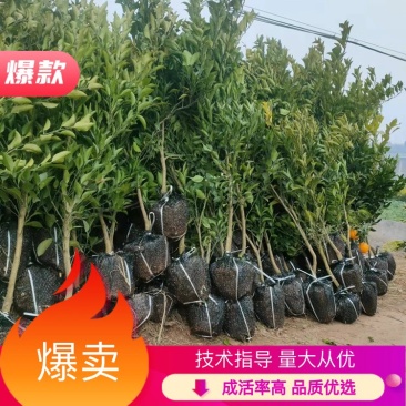 明日见柑橘树苗果大汁多成活率高果树苗种植栽培技术指导