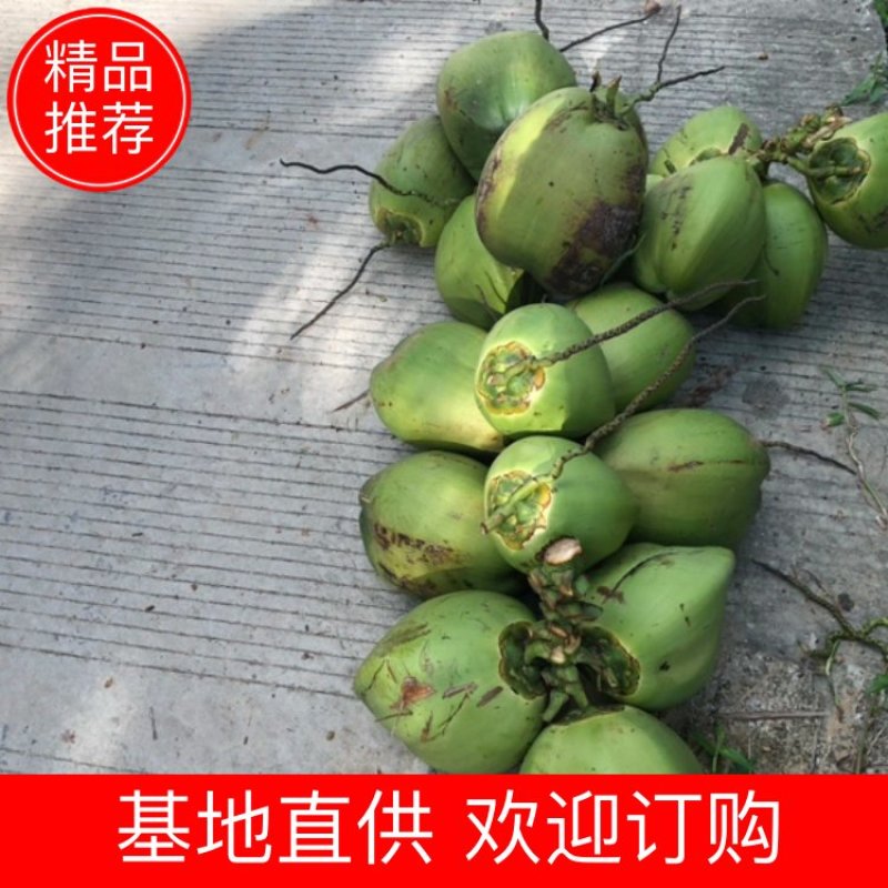 海南椰子青红椰毛椰批发椰皇本地椰子黄椰红蒂椰子