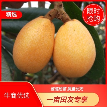 【热销】云霄枇杷产地直销货源充足视频看货一件代发包邮