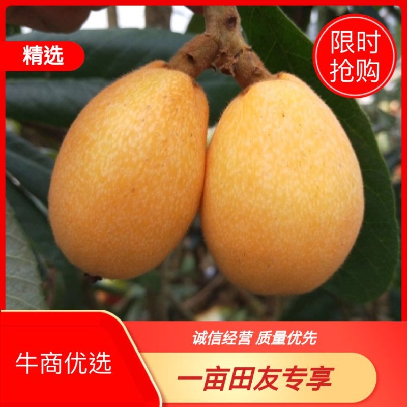 【热销】云霄枇杷产地直销货源充足视频看货一件代发包邮
