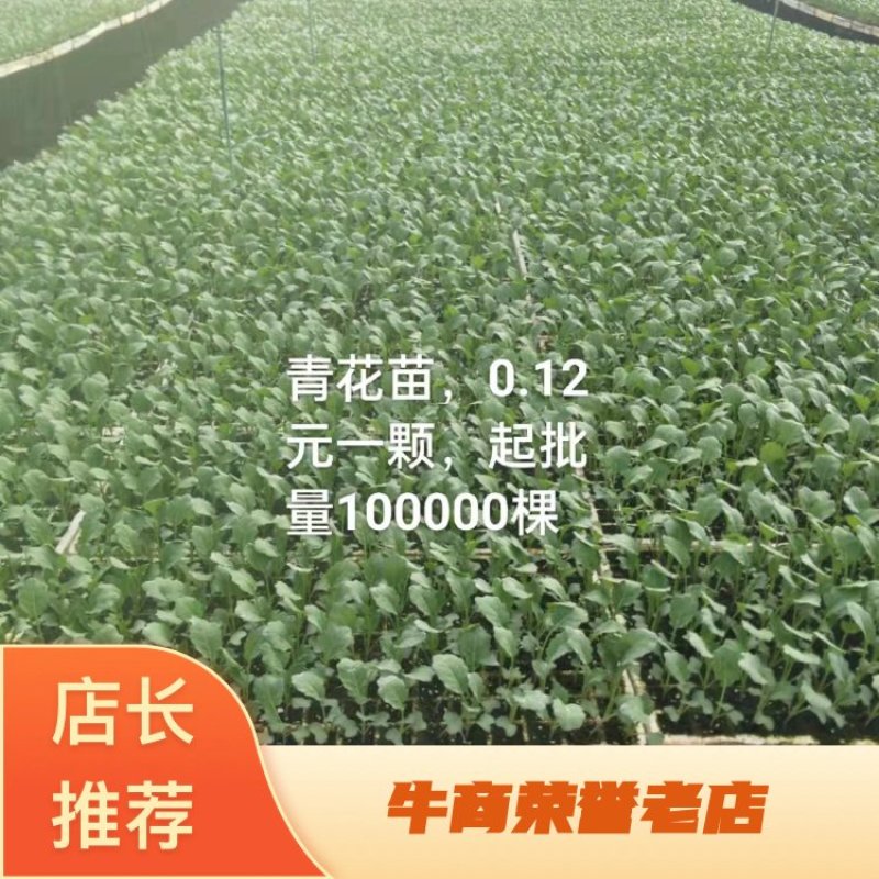 青花苗，一手货源，产品基地发货，量大优惠欢迎采购
