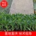 辣椒苗，一手货源，产地直发，大量上市，欢迎前来咨询