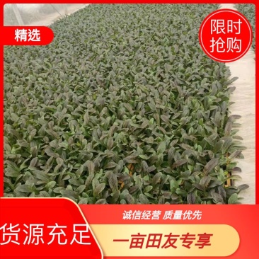 莴笋苗一手货源，优质甘蓝苗，产量高，基地直发量大
