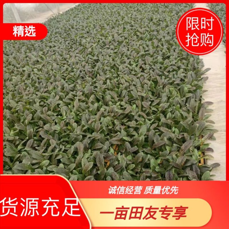 莴笋苗一手货源，优质甘蓝苗，产量高，基地直发量大