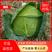 奥奇娜，京丰1号精品扁包菜，产地直销，量大从优，可发全国
