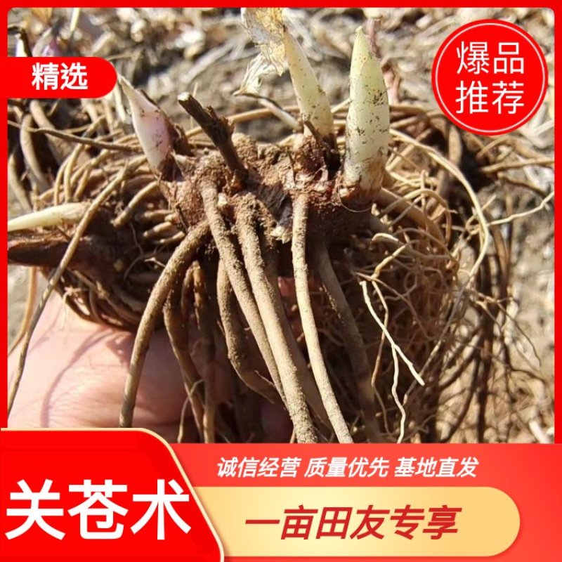 辽宁当地关苍术(白茬子)一年苗二年苗，质量好，成活率高