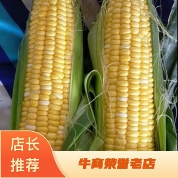玉米，糯玉米，水果玉米，河北邯郸玉米，产地直销