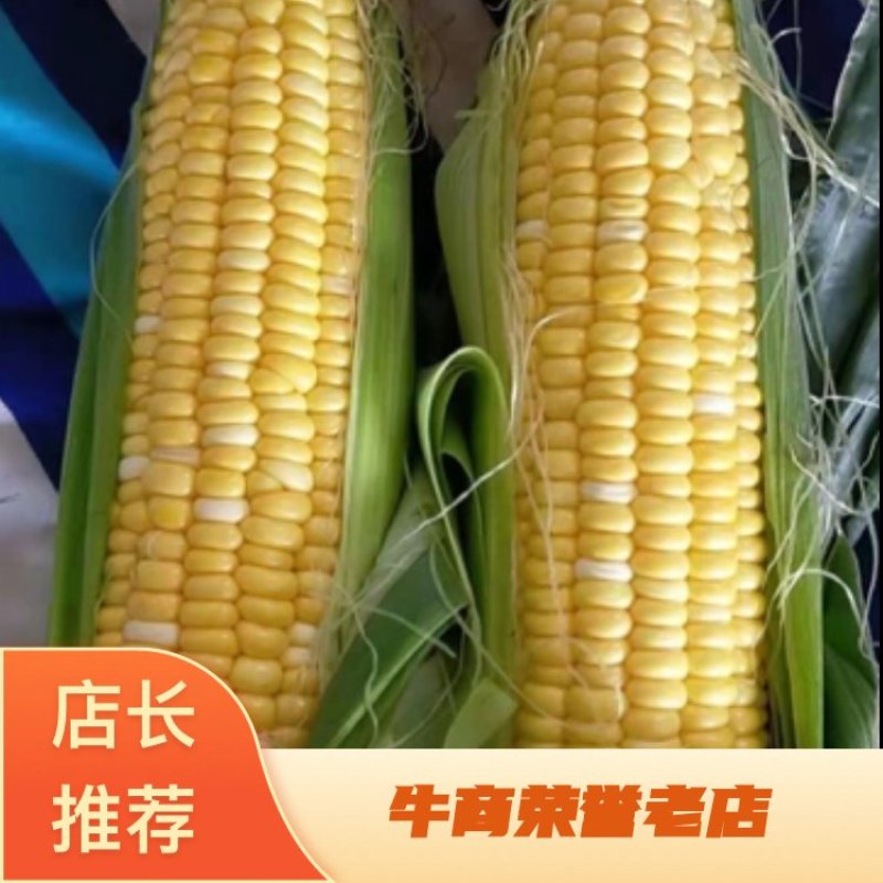 玉米，糯玉米，水果玉米，河北邯郸玉米，产地直销