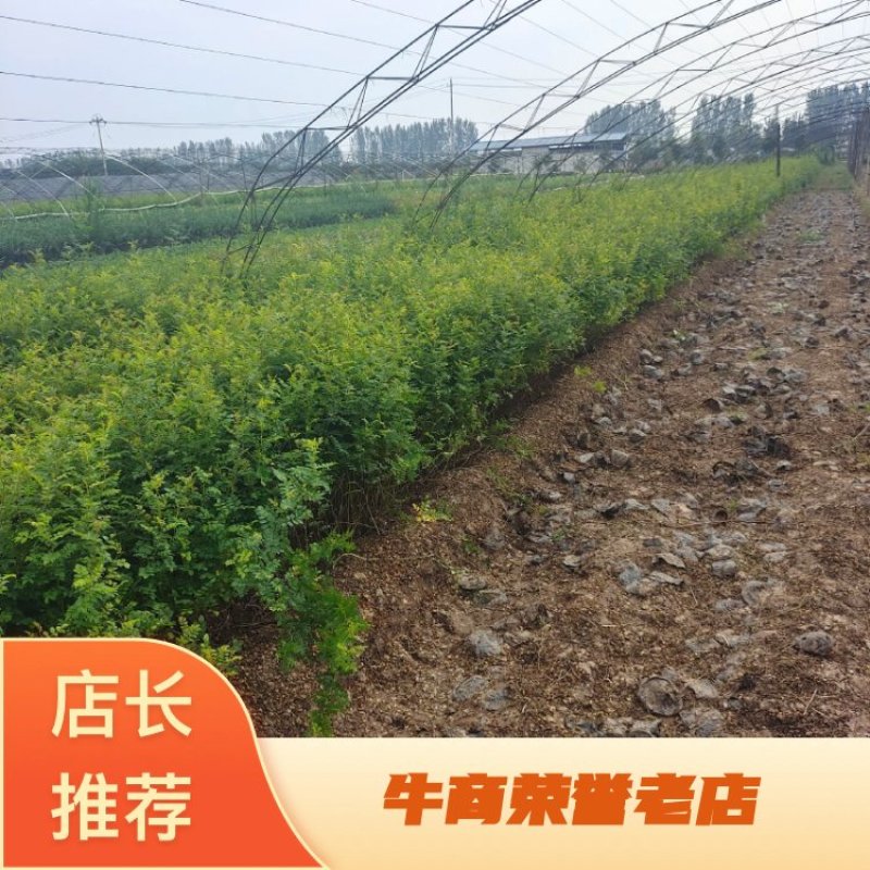 营养钵黄刺玫，黄刺玫基地，营养杯黄刺玫，黄刺玫产地直销