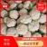 【推荐】白花菜，花白紧实，叶少根小，质优价廉，一手货源