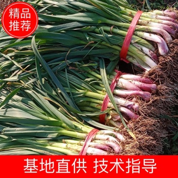 【推荐】蒜苗，红根蒜苗，叶茎粗壮，颜色绿，无黄叶诚信经营