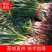 【推荐】蒜苗，红根蒜苗，叶茎粗壮，颜色绿，无黄叶诚信经营