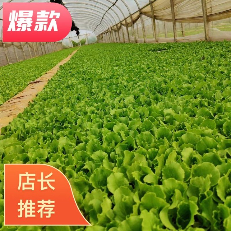 优质意大利种苗（生菜苗）根系发达成活率高质量保证产地直销