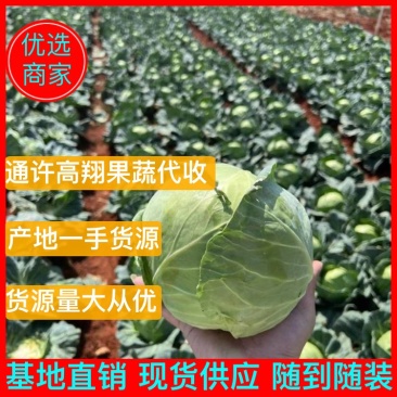 精品甘蓝圆包菜产地直销品质保证欢迎选购大量供应