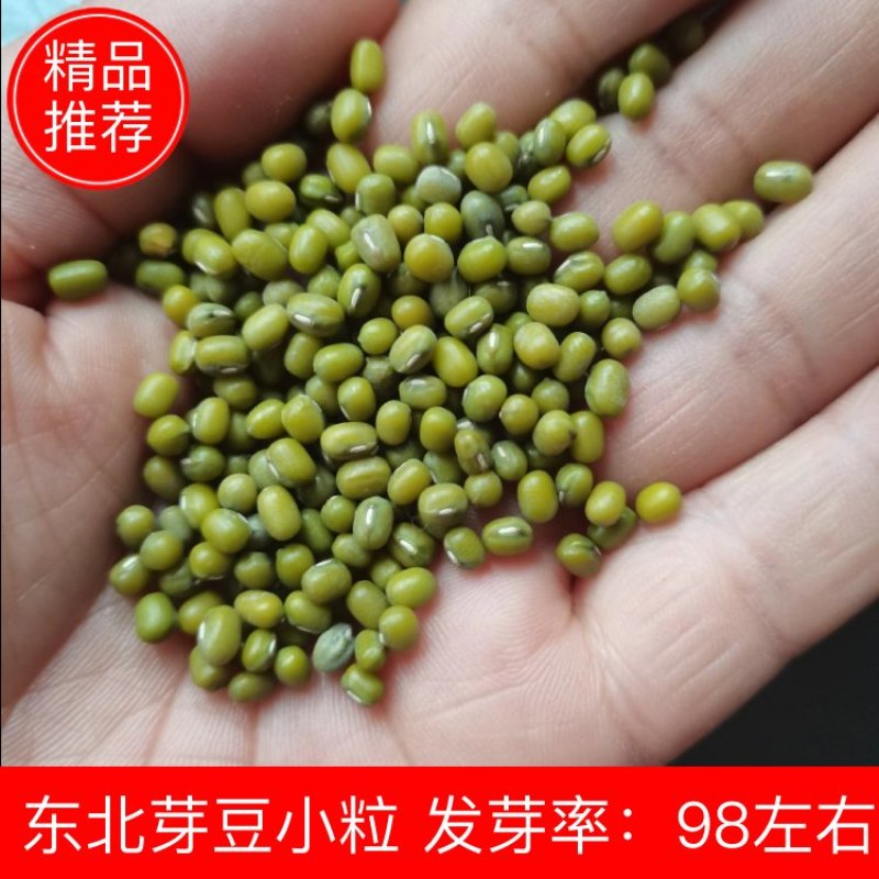 芽豆国产东北明绿豆芽豆中粒黑龙江绿豆发芽率高