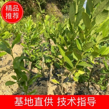 广东香水柠檬苗,一手货源,产地直发,欢迎进店咨询
