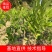 广东香水柠檬苗,一手货源,产地直发,欢迎进店咨询