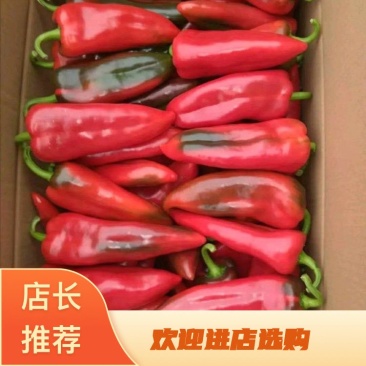 精品尖红椒基地直供一手货源量大从优欢迎订购