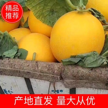 莘县基地久红瑞甜瓜个儿大，色好耐运输，主要是口感很好