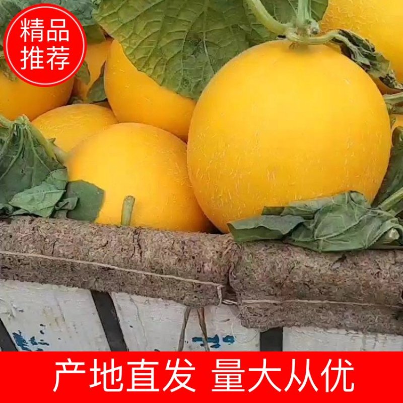莘县基地久红瑞甜瓜个儿大，色好耐运输，主要是口感很好