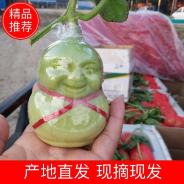 [人参果]诚招代理(一件代发，产地直供)