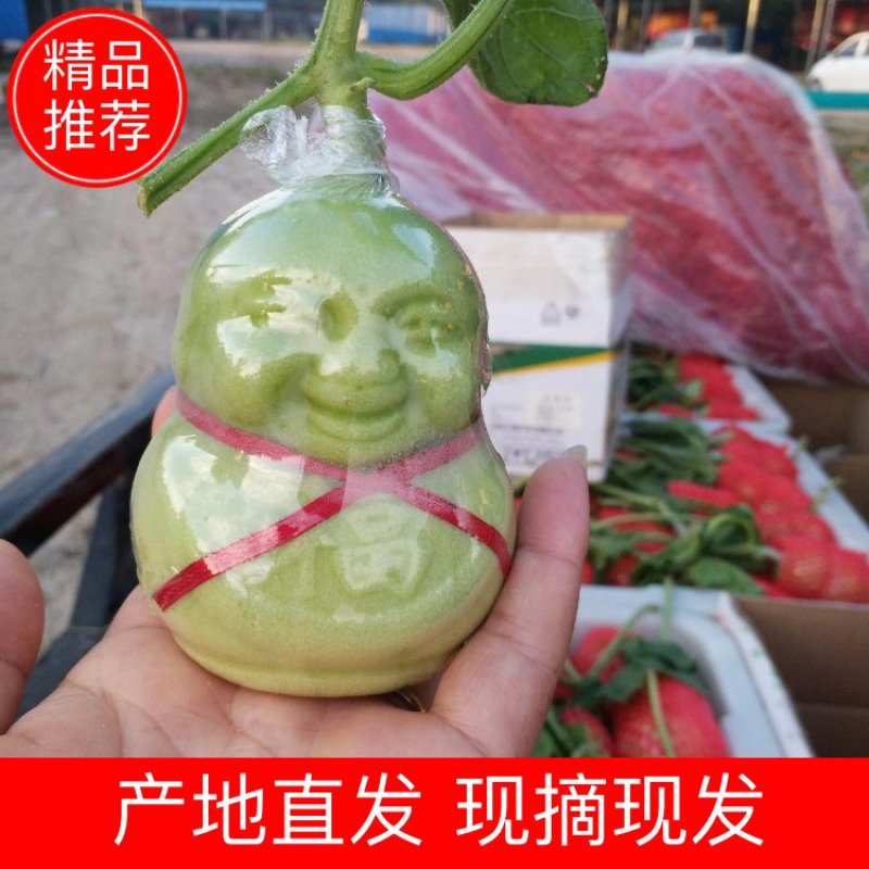 [人参果]诚招代理(一件代发，产地直供)