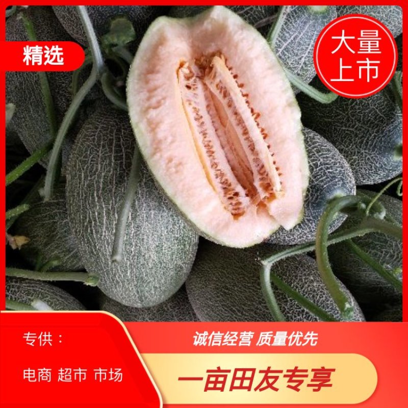大量上市)山东莘县25号哈密瓜产地直供耐运输