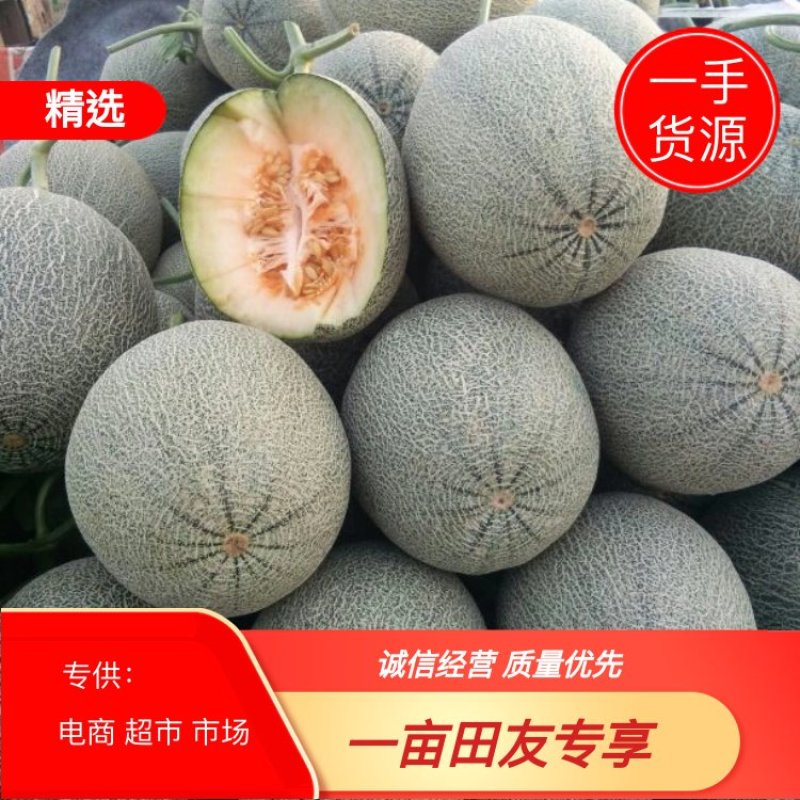 西州蜜瓜(哈密瓜)个头均匀3斤以上长圆形