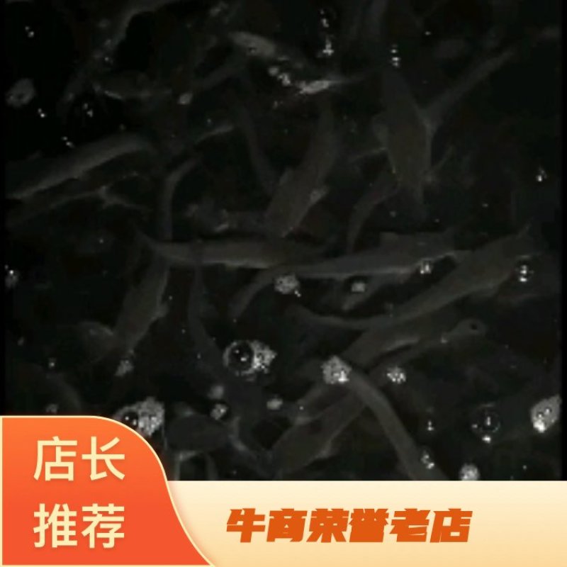 胡子鲶鱼苗八胡鲶鱼苗八须鲶鱼苗八胡鲶鱼苗